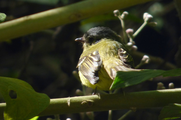 Spotted Tody-Flycatcher