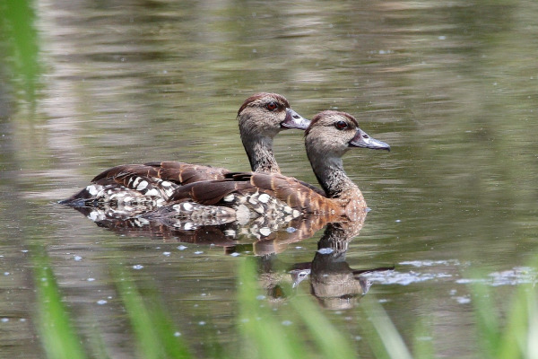 Spotted Whistling Duck