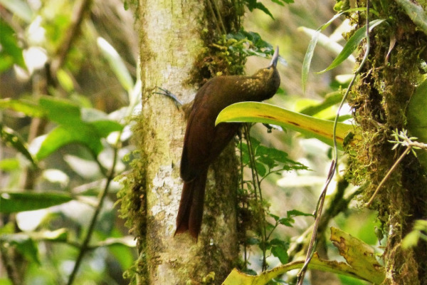 Spotted Woodcreeper