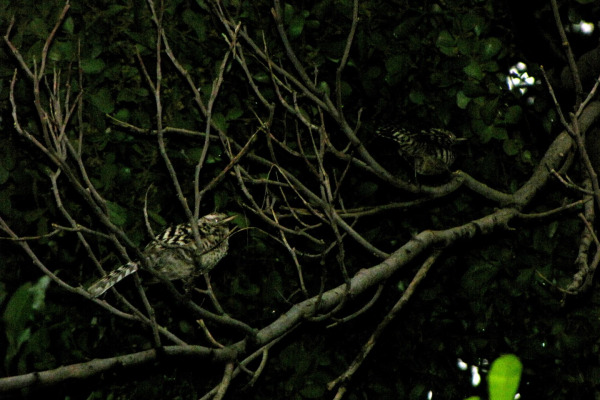 Spotted Wren