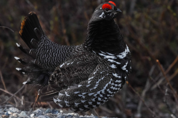 Spruce Grouse