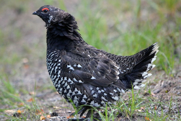 Spruce Grouse