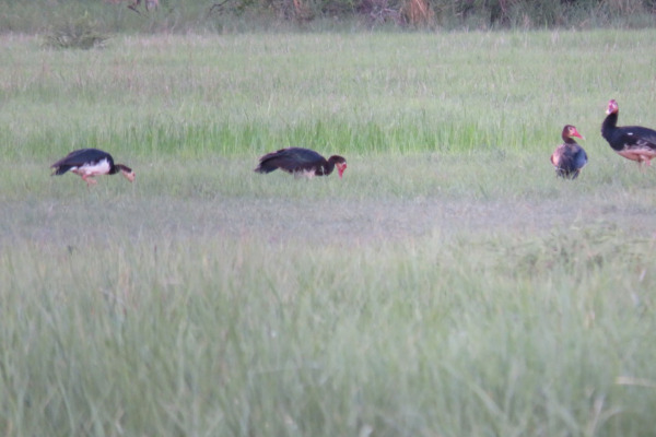 Spur-winged Goose