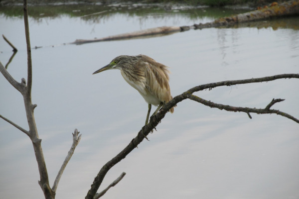 Squacco Heron