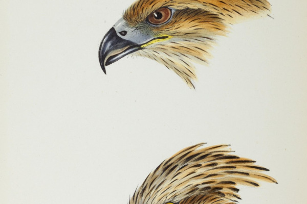 Square-tailed Kite