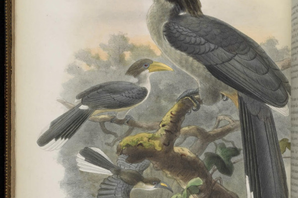 Sri Lanka Grey Hornbill