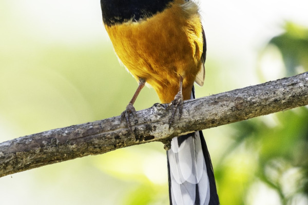 Sri Lanka Magpie Robin
