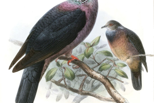 Sri Lanka wood pigeon