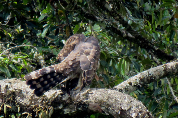 Sri Lankan Hawk-Eagle