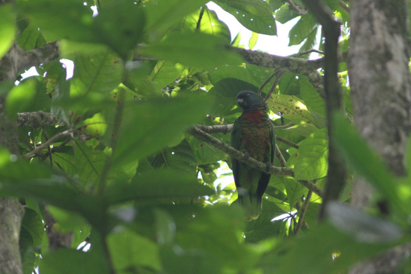St. Lucia Amazon