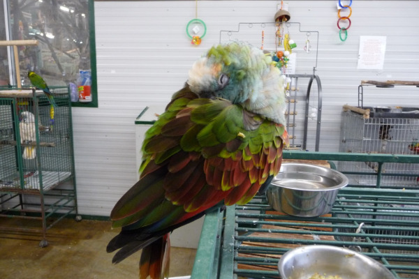 St. Vincent Amazon