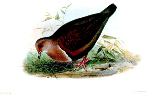 Stair's pampa-finch