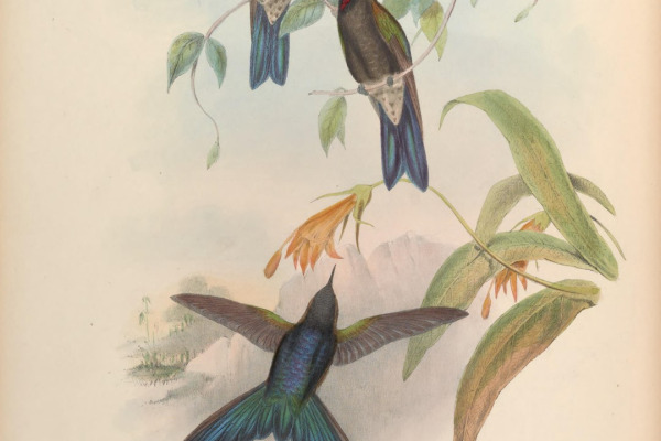Stanley's Crimson-wing