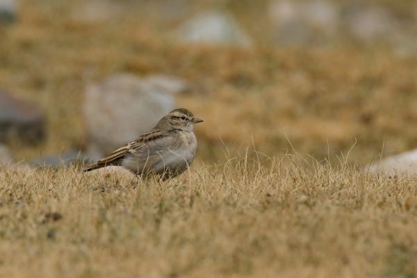 Stark's Lark