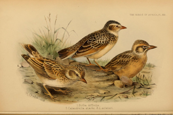Stark's Lark