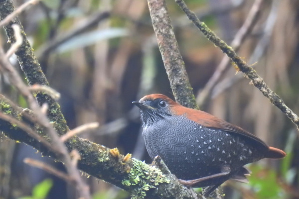 Starry Heteroxenicus