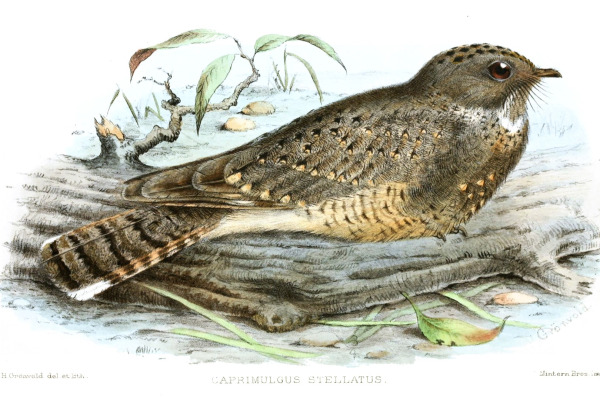 Starry Nightjar