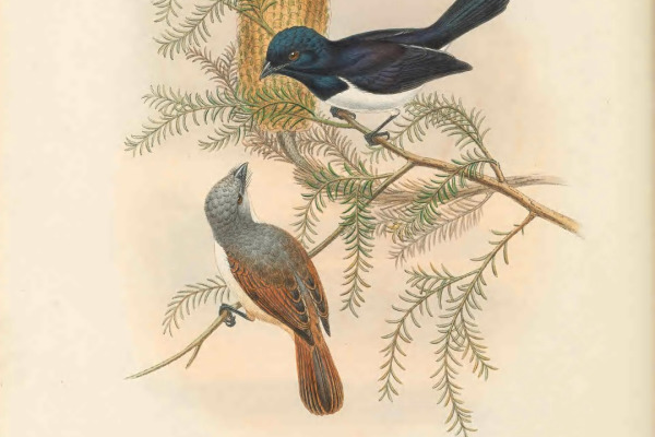 Steel-blue Flycatcher