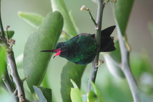 Steely-vented Hummingbird