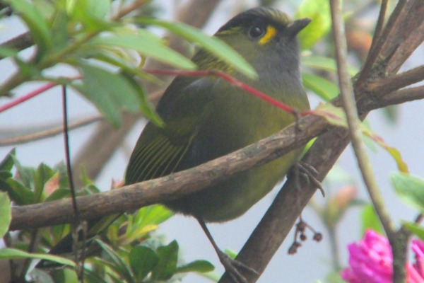 Steere's Liocichla