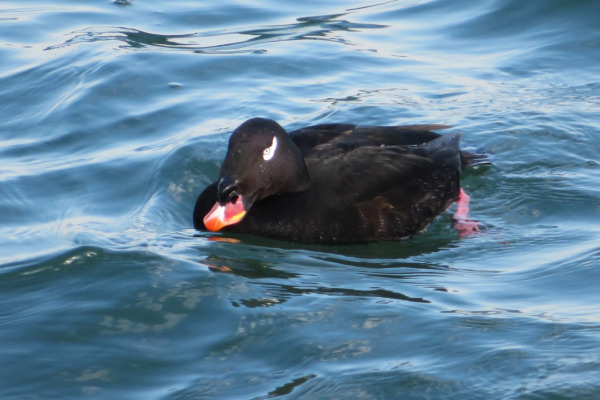 Stejneger's Scoter