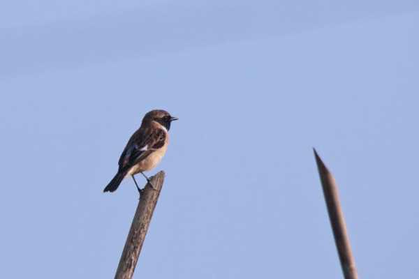 Stejneger's Stonechat
