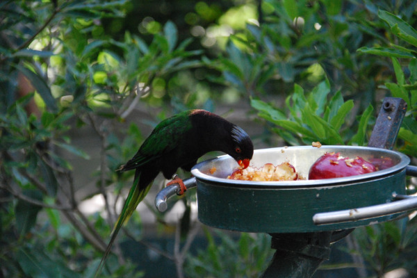 Stella's Lorikeet