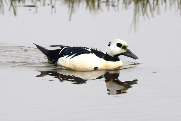 Steller's Eider
