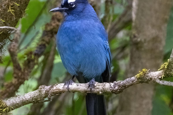 Steller's Jay