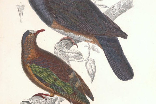 Stephan's Dove