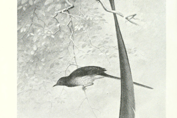 Stephanie's Astrapia