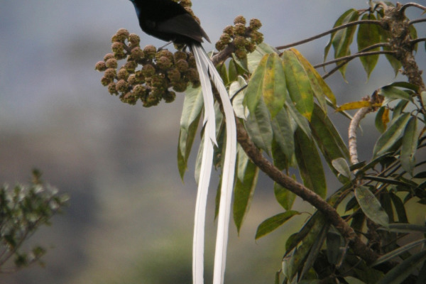 Stephanie's Astrapia