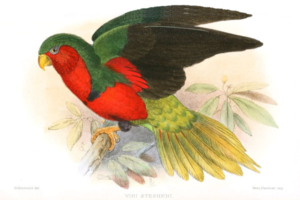 Stephen's Lorikeet