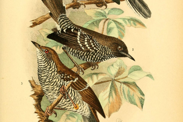 Stierling's Bushlark