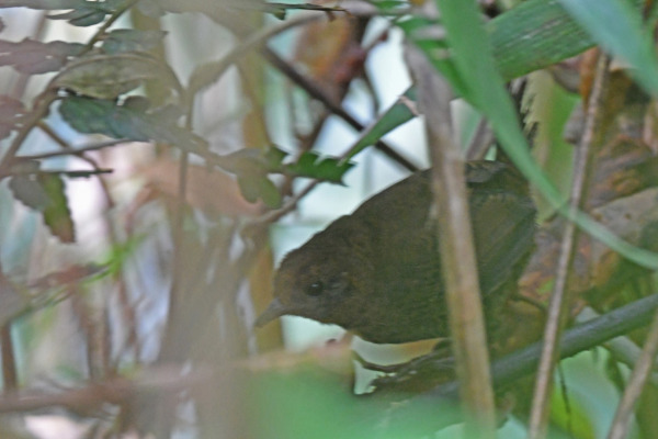 Stiles's tapaculo