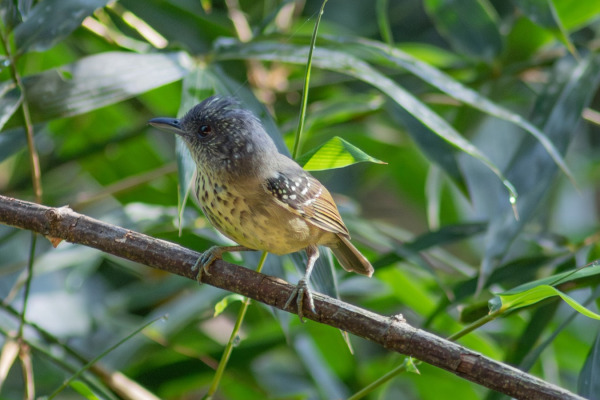 Stipple-throated Antwren