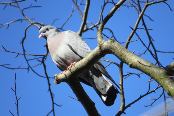 Stock Dove