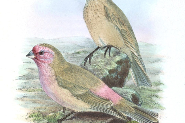 Stoliczka's Rosefinch