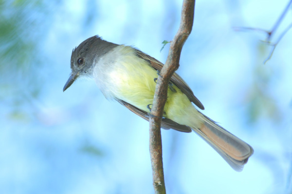 Stolid Flycatcher