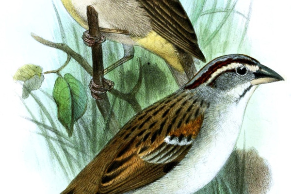 Stolzmann's Seedeater