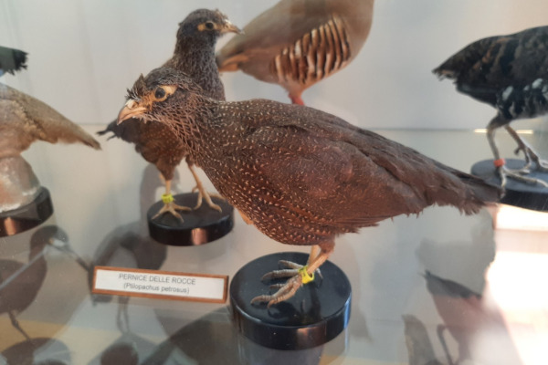 Stone Partridge
