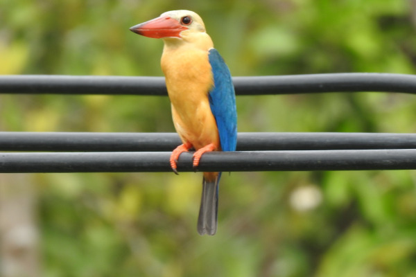 Stork-billed Kingfisher