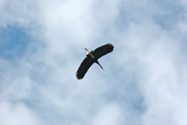Storm's stork