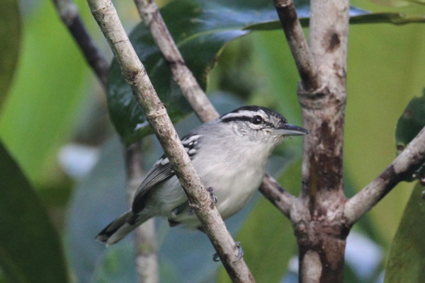 Stotz's antwren