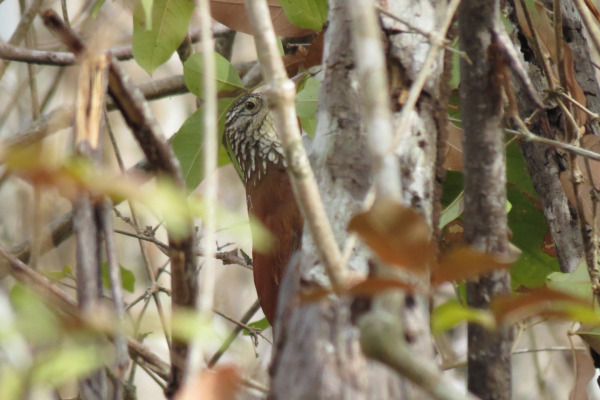Straight-billed Woodcreeper