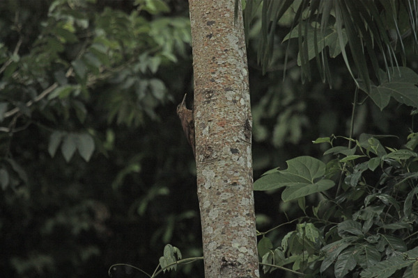 Straight-billed Woodcreeper