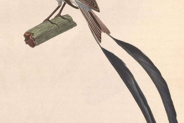 Strange-tailed Tyrant