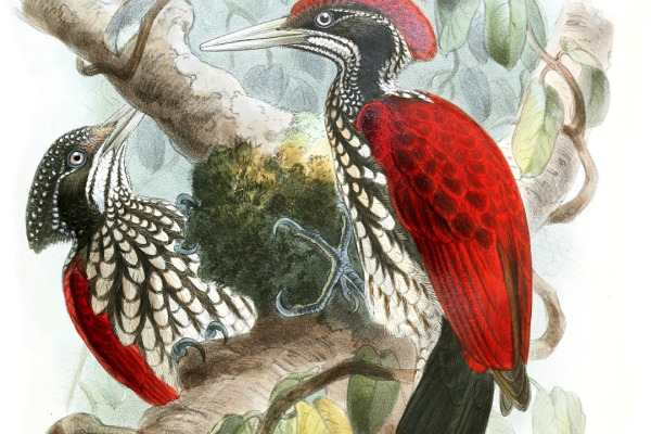 Streak-breasted Woodpecker