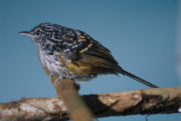 Streak-capped Antwren