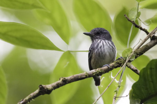 Streak-capped Antwren